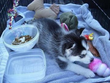 Akc Pure Breed Siberian Husky Welpen. 