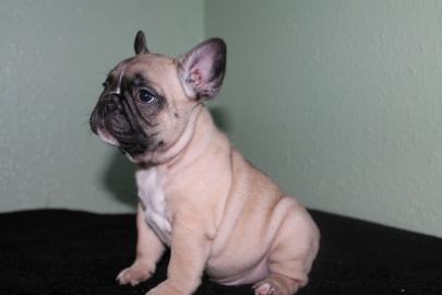 Reinrassige Franz?sische Bulldogge Welpe
