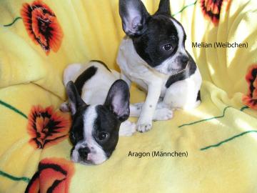 Franz�sische Bulldoggen Welpen