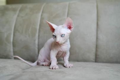 Ragdoll-Katzen zur Adoption