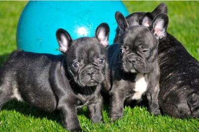 S�sse Franz�sische Bulldoggen Welpen