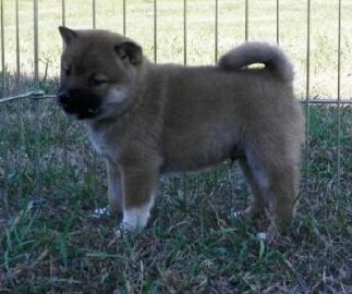 m�nnlich und weiblich Shiba Inu Welpen z