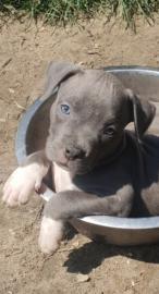 American staffordshire terrier blueline