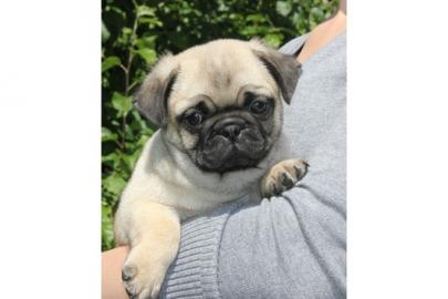 Traumhafte Mops suchen ein neues Zuhause