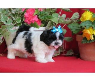 Qualit�t Bred Familie rasied Shih Tzu Zu