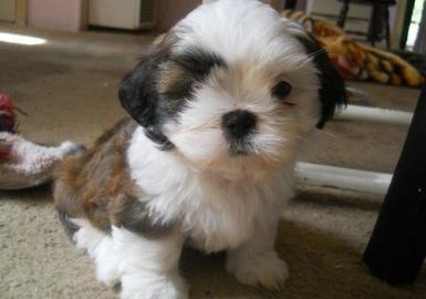 Qualit�t Bred Familie rasied Shih Tzu Zu