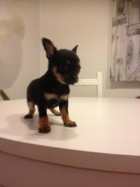 S��e Chihuahua Welpen aus seri�ser Zucht