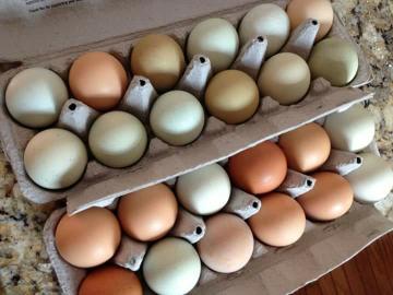 Afrikanische Graupapageien f?r ein gutes