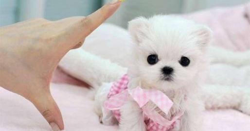 Mini Pomeranian Zwergspitz Boo Welpen