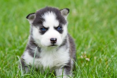 Sibirien Husky Welpen