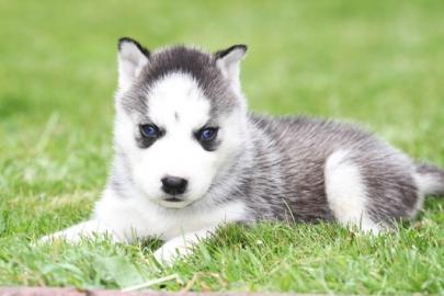 Sibirien Husky Welpen