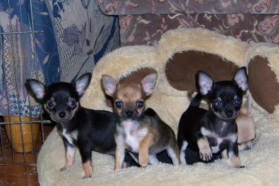 Wundersch�ne reinrassige Chihuahua Babys