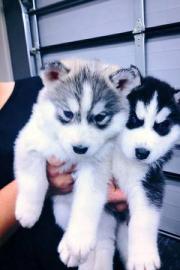 Siberian Husky Welpen mit papieren