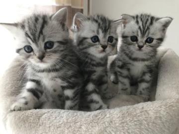 BHK Kitten im Whiskas Look Black Silver