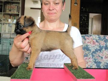 Br�sseler Griffon  + Brabanter Griffon