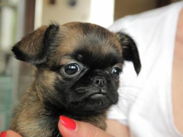 Br�sseler Griffon  + Brabanter Griffon