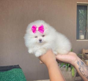 S??er Pomeranian Zwergspitz Welpen