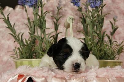 zauberhafte Biewer Yorkshire Terrier Wel