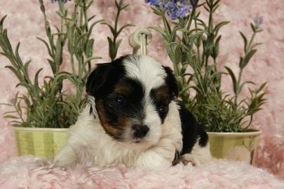 zauberhafte Biewer Yorkshire Terrier Wel