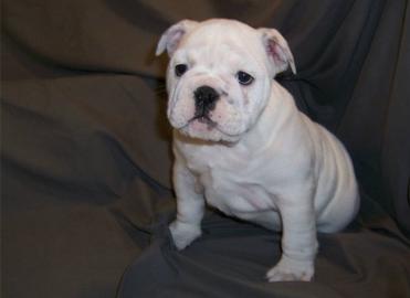 Englische bulldogge Welpen