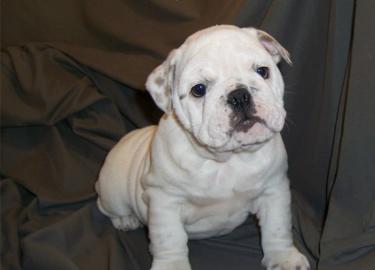 Englische bulldogge Welpen