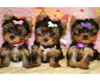 Mini Yorkshire Terrier Welpen