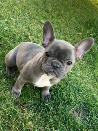 Wundersch?ne Mini-Franz?sischeBulldoggen