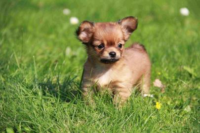 Weihnachten Chihuahua Welpen zur Verf�gu