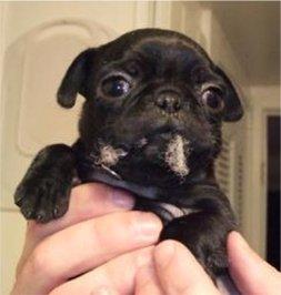 Zwei sch�ne m�nnliche und zwei sch�ne we