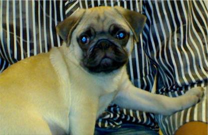 Zwei sch�ne m�nnliche und zwei sch�ne we