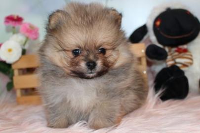 Pomeranian und Pomchi Welpen. ,