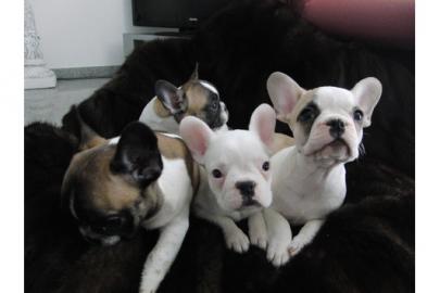 Wundersch�nen Franz�sische Bulldoggen We
