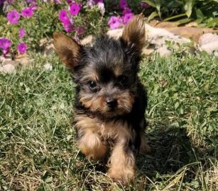 Loving Available Yorshire Terrier W ?