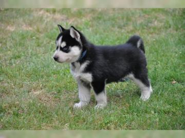 Reinrassige Siberian Husky Welpen