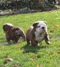 S��er English Bulldoggen Welpen m.  Stamm