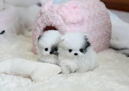 Pomeranian Zwergspitz welpen