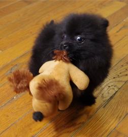 Pomeranian-Zwergspitz Welpen