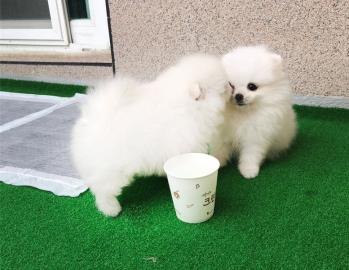 Pomeranian-Zwergspitz Welpen