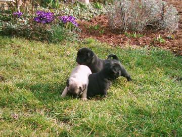 Wundersch�ne Mini Mops Welpen Schwarz Un