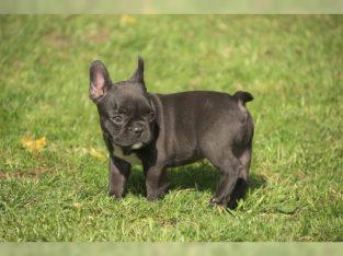 Reinrassige Franz?sische Bulldogge Welpe