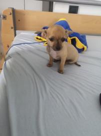 MINI chihuahua
