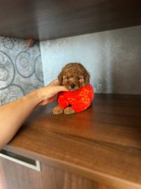 Pudelwelpen f�r ein neues Zuhause