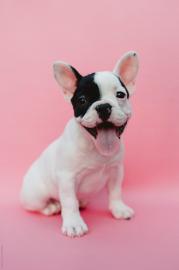 franz�sische Bulldoggen bereit