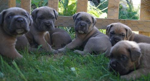 4 wundersch?neCane Corso Welpen