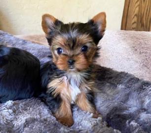 Yorkie Welpen verf�gbar