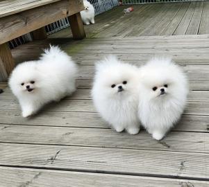 MINI POMERANIAN ZWERGSPITZ BOO WELPEN Z