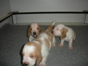 Basset Hound Welpen zu verkaufen
