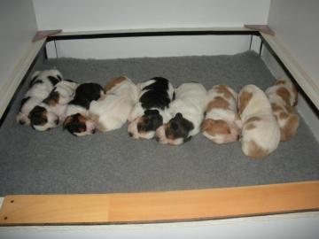 Basset Hound Welpen zu verkaufen