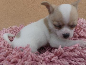 Wundersch?ne Mini Chihuahua Welpen