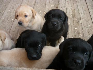 Labrador Welpen mit Papieren